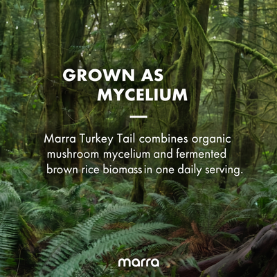 Marra Turkey Tail Capsules