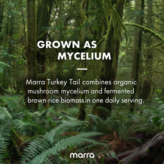 Marra Turkey Tail Capsules